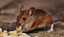 24 Hour & Emergency Exterminators in Fountain, NC